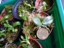 plant01.JPG