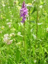 DSC02560~0.JPG