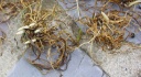 DSC08231.JPG