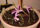 DSC08423_-_Copie.JPG