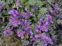 DSC09450.JPG