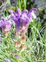 DSC09461.JPG