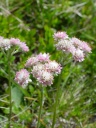 DSC09509.JPG