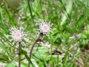 DSC09564.JPG