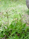 DSC09751.JPG