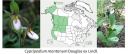 Nom du fichier=ot_cypripedium-montanum-fasciculatum-californicum1.jpg
Taille du fichier=49Ko
Dimensions : 800x341
Ajouté le : 06 Juin 2012 ot_cypripedium-montanum-fasciculatum-californicum1.jpg