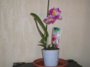 Nom du fichier=Cattleya_trianae_1_.JPG
Taille du fichier=112Ko
Dimensions : 800x600
Ajouté le : 05 Juin 2011 Cattleya_trianae_1_.JPG