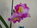 Nom du fichier=Cattleya_trianae_2.JPG
Taille du fichier=120Ko
Dimensions : 800x600
Ajouté le : 05 Juin 2011 Cattleya_trianae_2.JPG