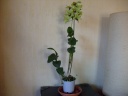 Nom du fichier=Dendrobium_Anna_Green_1.JPG
Taille du fichier=137Ko
Dimensions : 800x600
Ajouté le : 05 Juin 2011 Dendrobium_Anna_Green_1.JPG