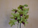 Nom du fichier=Dendrobium_Anna_Green_2.JPG
Taille du fichier=133Ko
Dimensions : 800x600
Ajouté le : 05 Juin 2011 Dendrobium_Anna_Green_2.JPG