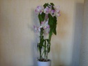 Nom du fichier=Dendrobium_nobile_1.JPG
Taille du fichier=146Ko
Dimensions : 800x600
Ajouté le : 05 Juin 2011 Dendrobium_nobile_1.JPG