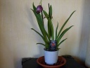 Nom du fichier=Miltonia_Peach_Blossom_1.JPG
Taille du fichier=151Ko
Dimensions : 800x600
Ajouté le : 05 Juin 2011 Miltonia_Peach_Blossom_1.JPG