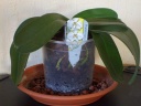 Nom du fichier=Phalaenopsis_Jocelyne.JPG
Taille du fichier=159Ko
Dimensions : 800x600
Ajouté le : 05 Juin 2011 Phalaenopsis_Jocelyne.JPG