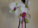 Nom du fichier=Phalaenopsis_Josephine_1.JPG
Taille du fichier=117Ko
Dimensions : 800x600
Ajouté le : 05 Juin 2011 Phalaenopsis_Josephine_1.JPG
