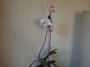 Nom du fichier=Phalaenopsis_Josephine_2.JPG
Taille du fichier=125Ko
Dimensions : 800x600
Ajouté le : 05 Juin 2011 Phalaenopsis_Josephine_2.JPG