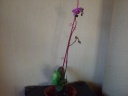 Nom du fichier=Phalaenopsis_Makulla_1.JPG
Taille du fichier=129Ko
Dimensions : 800x600
Ajouté le : 05 Juin 2011 Phalaenopsis_Makulla_1.JPG