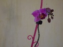 Nom du fichier=Phalaenopsis_Makulla_2.JPG
Taille du fichier=110Ko
Dimensions : 800x600
Ajouté le : 05 Juin 2011 Phalaenopsis_Makulla_2.JPG