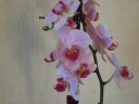 Nom du fichier=Phalaenopsis_Margareth_1.JPG
Taille du fichier=126Ko
Dimensions : 800x600
Ajouté le : 05 Juin 2011 Phalaenopsis_Margareth_1.JPG
