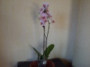 Nom du fichier=Phalaenopsis_Margareth_2.JPG
Taille du fichier=134Ko
Dimensions : 800x600
Ajouté le : 05 Juin 2011 Phalaenopsis_Margareth_2.JPG