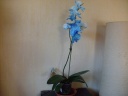 Nom du fichier=Phalaenopsis_de_Madison_1.JPG
Taille du fichier=136Ko
Dimensions : 800x600
Ajouté le : 05 Juin 2011 Phalaenopsis_de_Madison_1.JPG