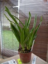DSCN0409.JPG