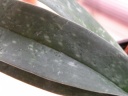 DSCN0416.JPG