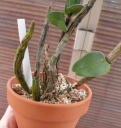 DSCN0420.JPG