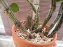 DSCN0422.JPG