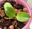 Nom du fichier=Phalaenopsis_lueddemanniana_var_pulchra.JPG
Taille du fichier=191Ko
Dimensions : 800x714
Ajouté le : 22 Avril 2014 Phalaenopsis_lueddemanniana_var_pulchra.JPG