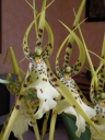 Nom du fichier=brassia_1.jpg
Taille du fichier=139Ko
Dimensions : 600x800
Ajouté le : 15 Juin 2011 brassia_1.jpg