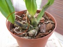 dendro__laevifolium_3.jpg
