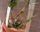 dendro_suzukii_2.jpg