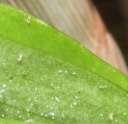 detail_acarien.jpg