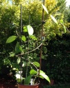 hoya_carnosa_juin_2014.jpg