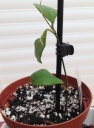 hoya_heuschkeliana.JPG