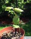 hoya_heuschkeliana_juin_2014.JPG