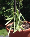 hoya_linearis_juin_2014.jpg