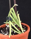 Nom du fichier=hoya_linearis_mai_2014.jpg
Taille du fichier=154Ko
Dimensions : 642x800
Ajouté le : 11 Juin 2014 hoya_linearis_mai_2014.jpg
