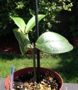 hoya_lobii.jpg