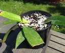 hoya_pubycalix_2_-_juin_2014.jpg