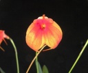 masdevallia.jpg