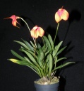 Nom du fichier=masdevallia_entiere.jpg
Taille du fichier=154Ko
Dimensions : 748x799
Ajouté le : 19 Février 2014 masdevallia_entiere.jpg
