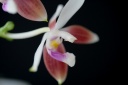 Nom du fichier=Phalaenopsis_speciosa15.jpg
Taille du fichier=39Ko
Dimensions : 624x416
Ajouté le : 26 Juin 2011 Phalaenopsis_speciosa15.jpg