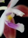 Nom du fichier=Phalaenopsis_speciosa16.jpg
Taille du fichier=45Ko
Dimensions : 463x624
Ajouté le : 26 Juin 2011 Phalaenopsis_speciosa16.jpg