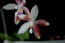Nom du fichier=Phalaenopsis_speciosa18.jpg
Taille du fichier=36Ko
Dimensions : 624x416
Ajouté le : 26 Juin 2011 Phalaenopsis_speciosa18.jpg