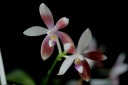 Nom du fichier=Phalaenopsis_speciosa19.jpg
Taille du fichier=37Ko
Dimensions : 624x416
Ajouté le : 26 Juin 2011 Phalaenopsis_speciosa19.jpg
