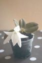 fleur.jpg