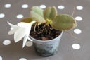 plante_2.jpg