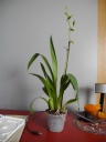 DSCN0700.JPG
