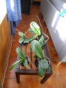 DSCN0708.JPG